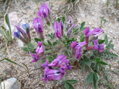 Oxytropis triphylla