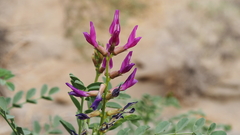 Astragalus crotalariae