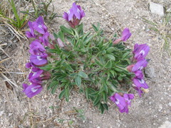 Oxytropis triphylla