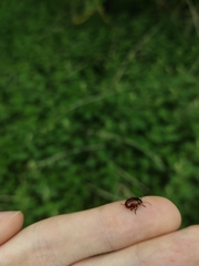 Chrysolina polita