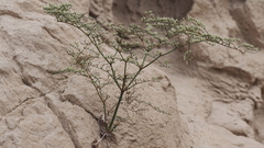 Eriogonum deflexum deflexum