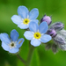 Wood Forget-Me-Not - Photo (c) Patrick Hacker, some rights reserved (CC BY)