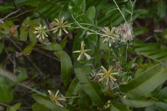 Pterocaulon angustifolium