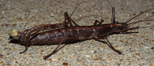 Northern Two-striped Walkingstick photo 4