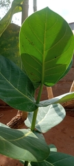 Calotropis procera