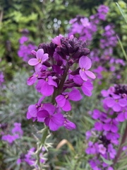Erysimum linifolium
