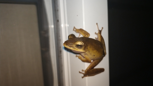 Brown Tree Frog, Polypedates megacephalus