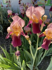 Iris