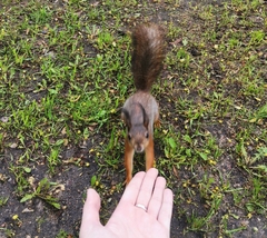 Sciurus vulgaris