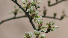 Eriogonum deflexum deflexum