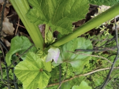Malva verticillata