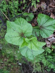 Malva verticillata