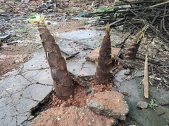 Phyllostachys edulis