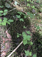 Plagiomnium venustum