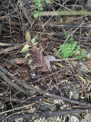 Phyllostachys edulis