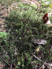 Plagiomnium venustum