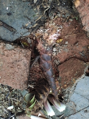 Phyllostachys edulis