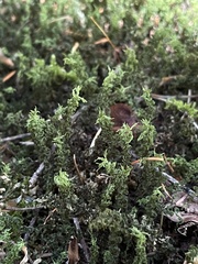 Plagiomnium venustum