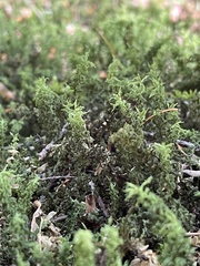 Plagiomnium venustum