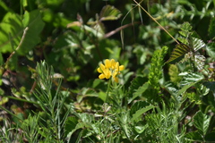 Securigera securidaca