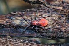 Leptocoris mitellatus