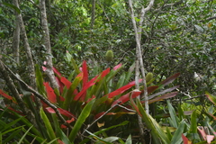 Aechmea pectinata