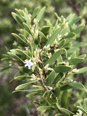 Styphelia mutica