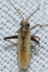 Dimorphocoris debilis