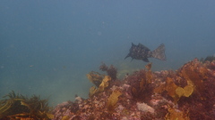 Aplodactylus lophodon