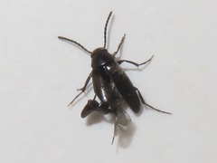 Anaspis fasciata