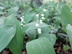 Convallaria majalis