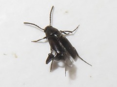 Anaspis fasciata