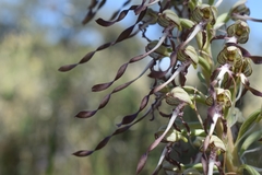 Himantoglossum hircinum hircinum