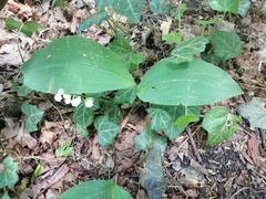 Convallaria majalis