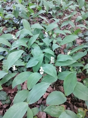 Convallaria majalis