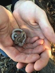Hypsiglena ochrorhynchus klauberi