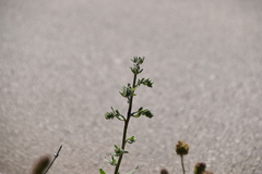 Echium vulgare pustulatum