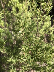 Styphelia mutica