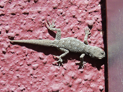 Mediodactylus kotschyi