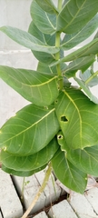 Calotropis procera image