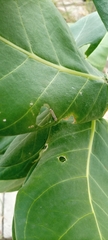 Calotropis procera