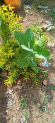 Calotropis procera image