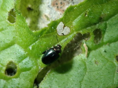 Psylliodes chalcomera