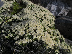 Kelleria