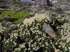 Kelleria