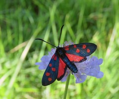 Zygaena angelicae