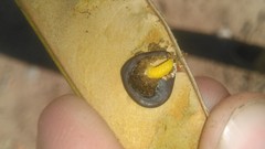 Gibbobruchus speculifer