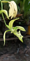 Coelogyne pandurata