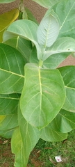 Calotropis procera