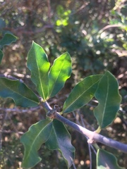 Fockea edulis